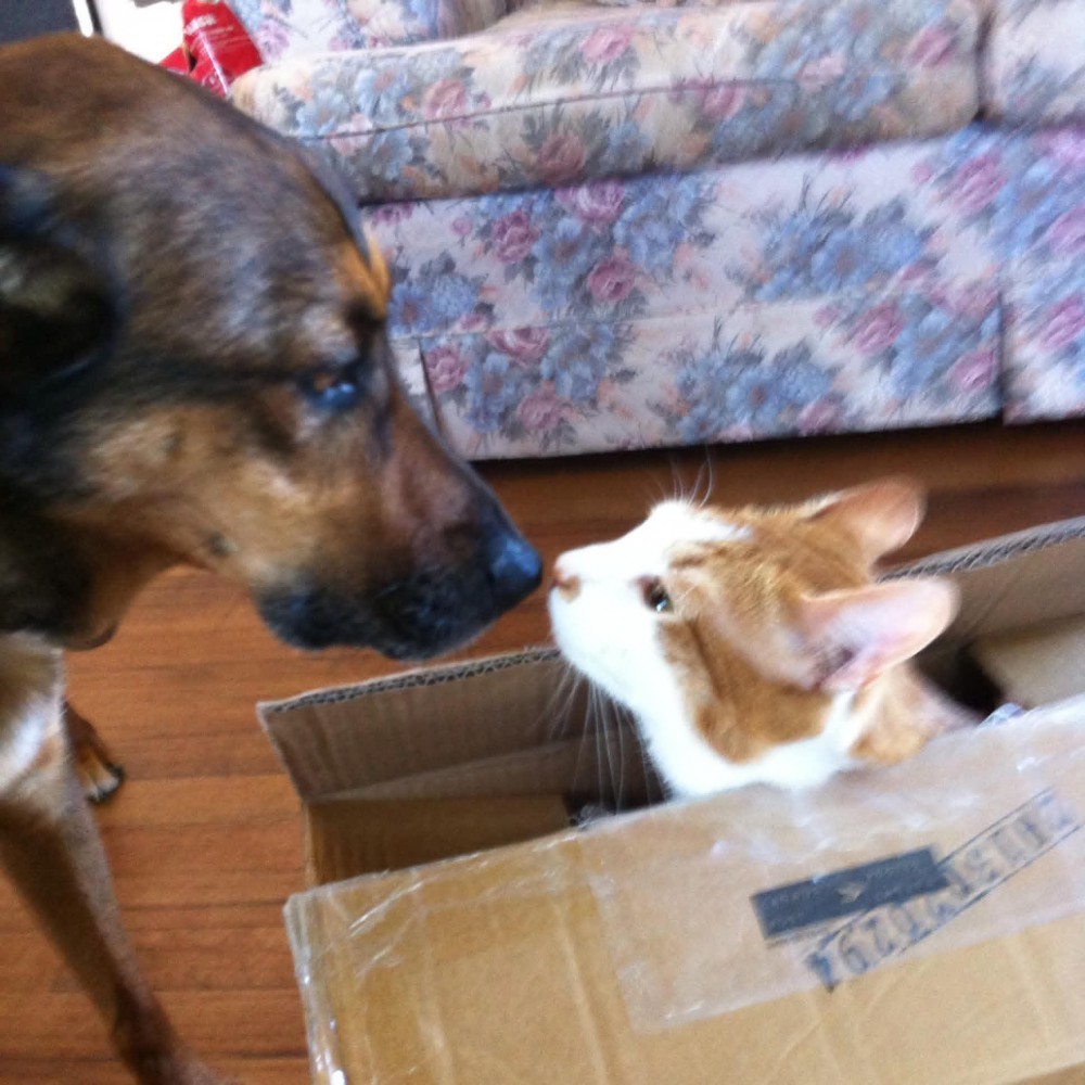 Cashew Minou MacDonald