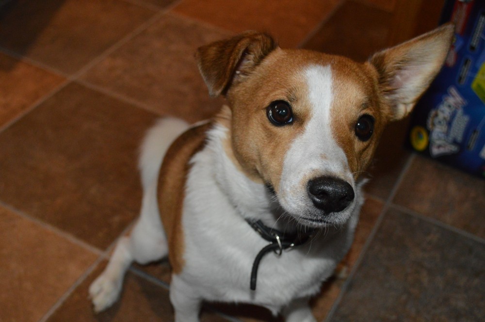 Buster
