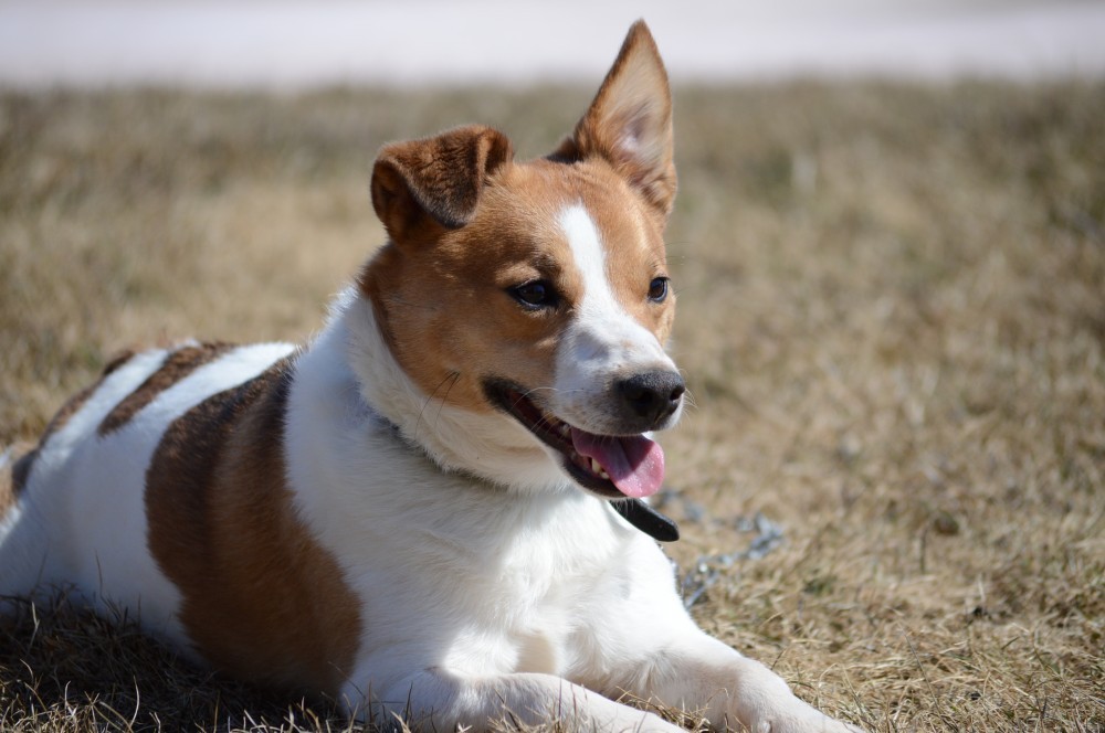 Buster