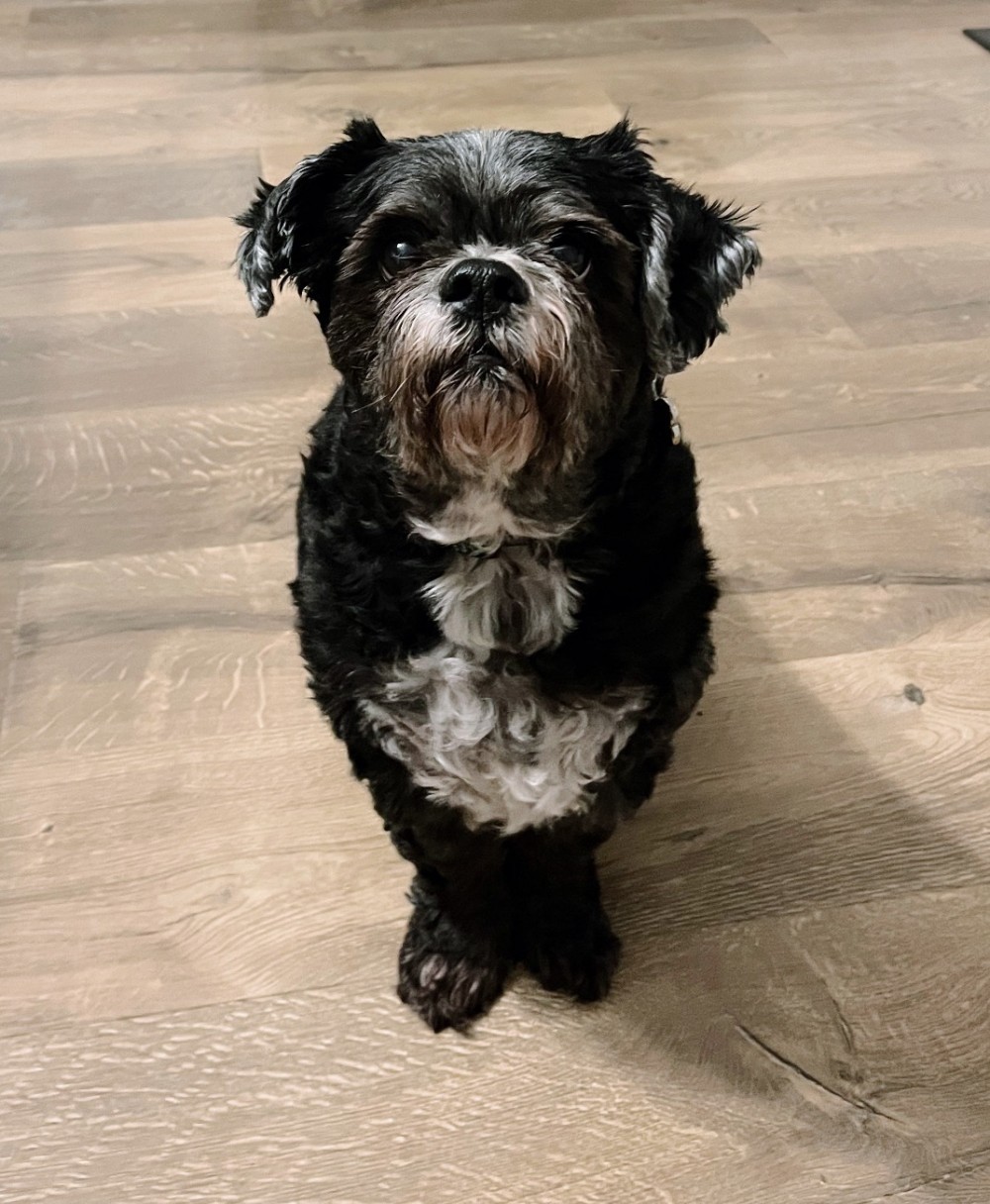 Buddy
