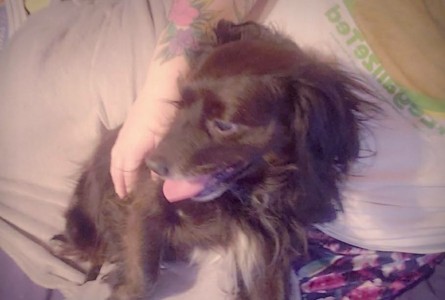 Koda