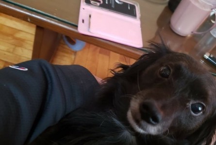 Koda