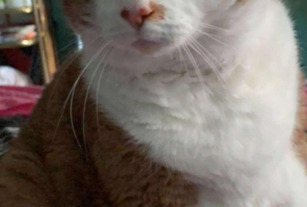 Cashew Minou MacDonald