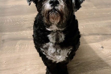 Buddy